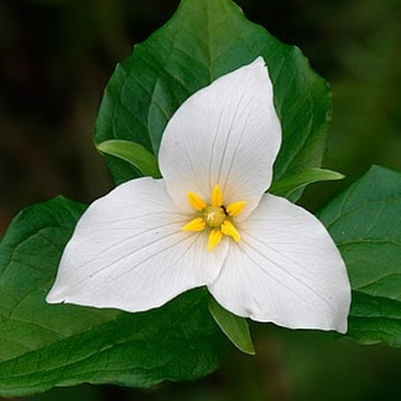 Meet your Posher, Jen - Picture 1 of 1